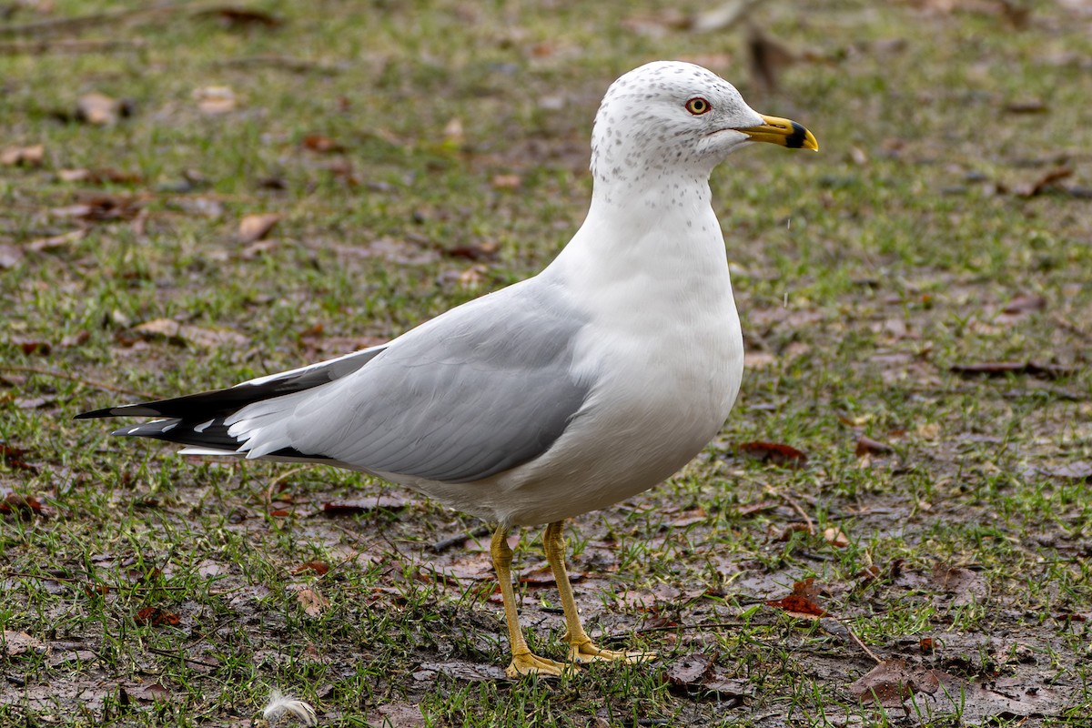 Ring-billed Gull - ML614374745