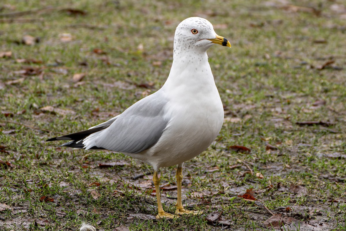 Ring-billed Gull - ML614374746