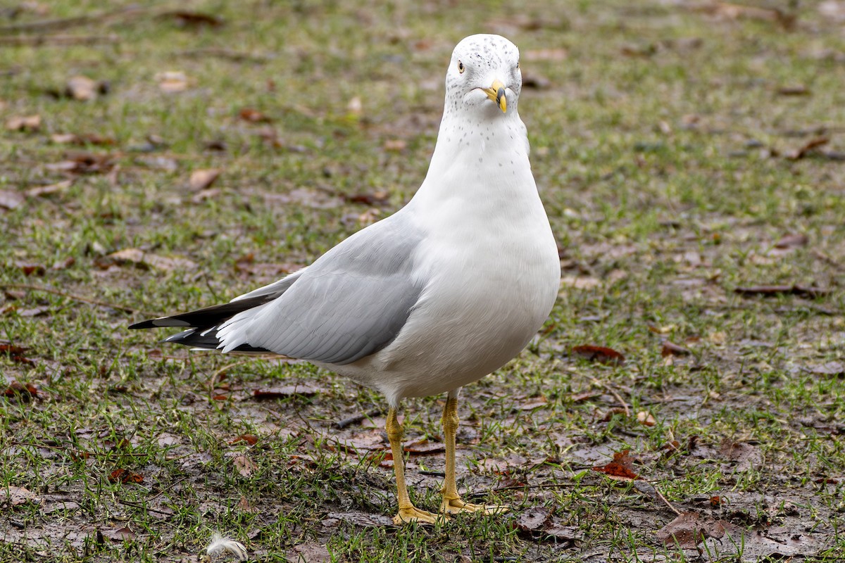 Ring-billed Gull - ML614374748