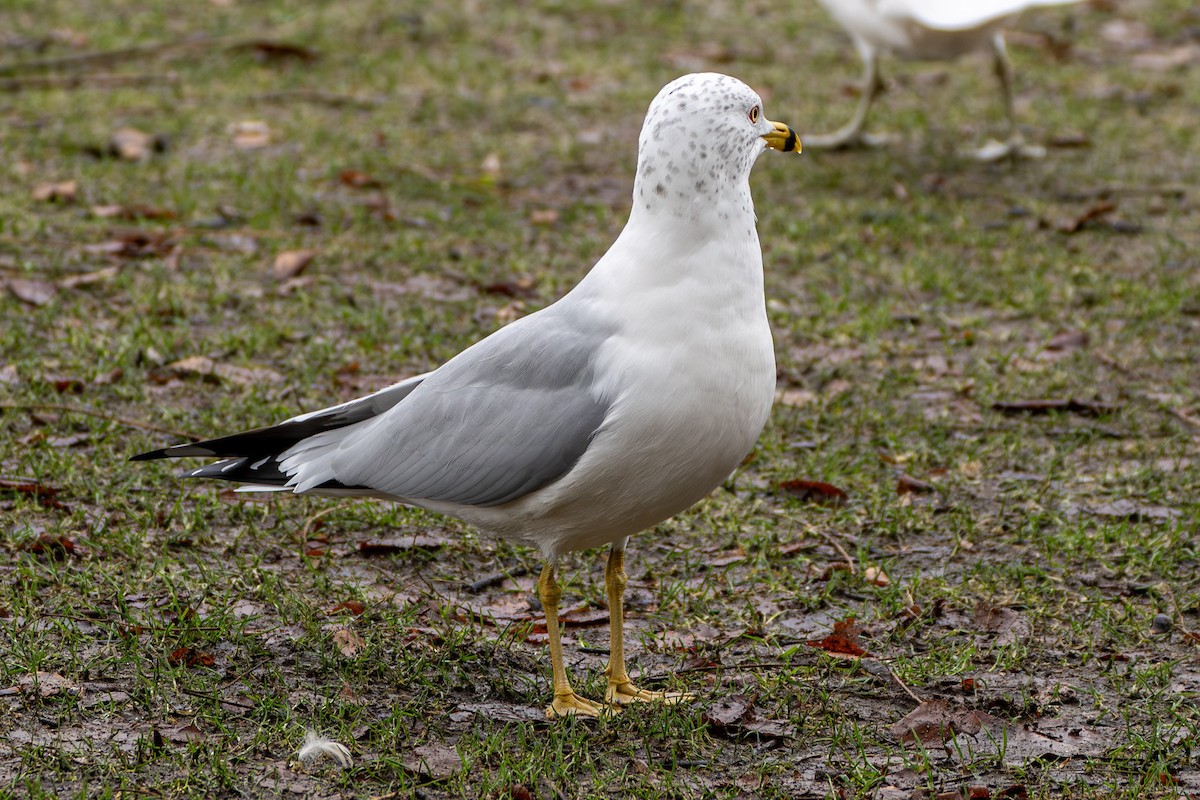 Ring-billed Gull - ML614374757