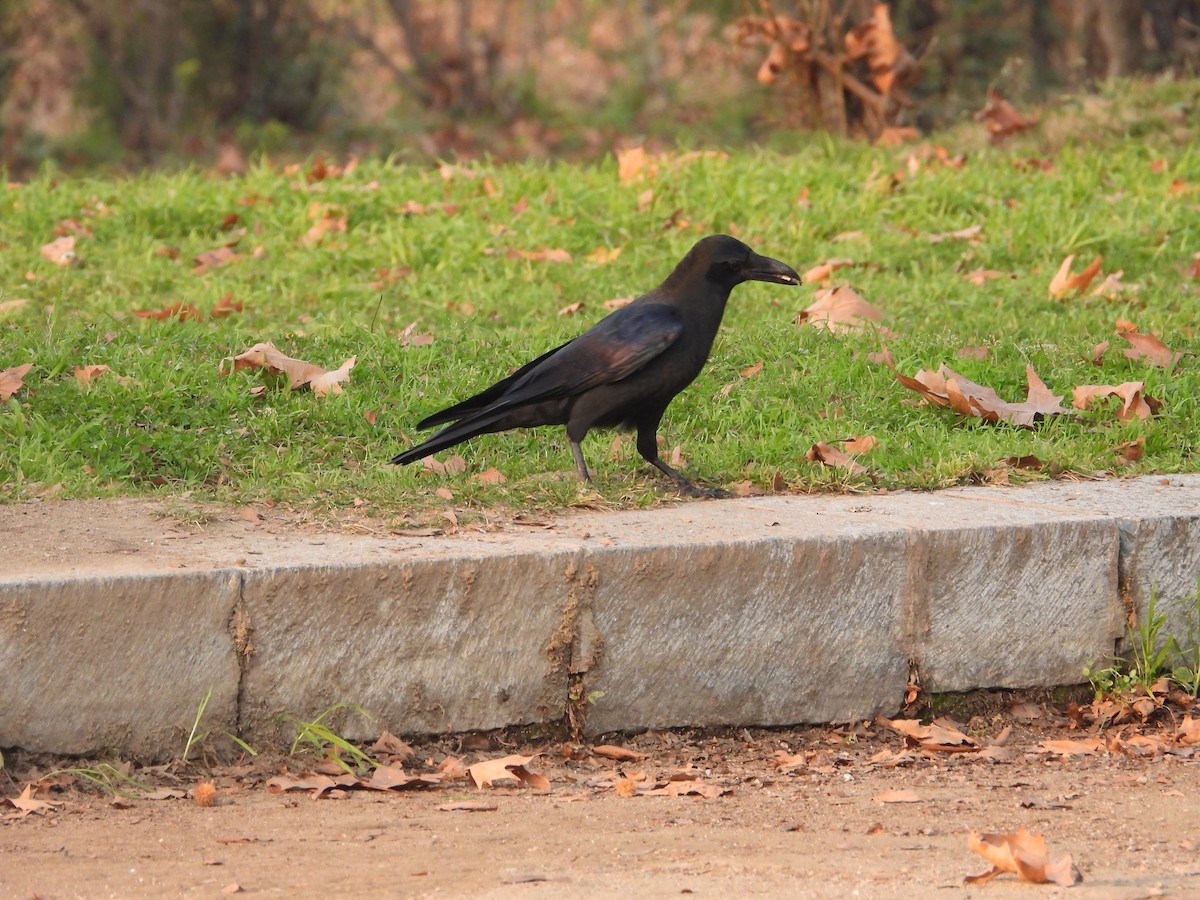 Large-billed Crow - ML614374783