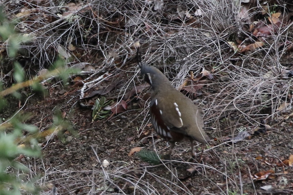 Mountain Quail - Roger Woodruff