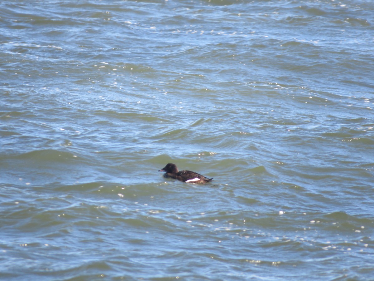 White-winged Scoter - David Padulo