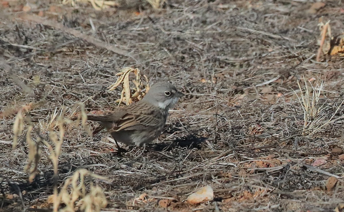 Sagebrush Sparrow - ML614374830