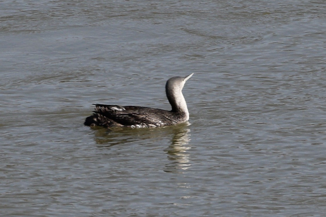 Red-throated Loon - ML614374841