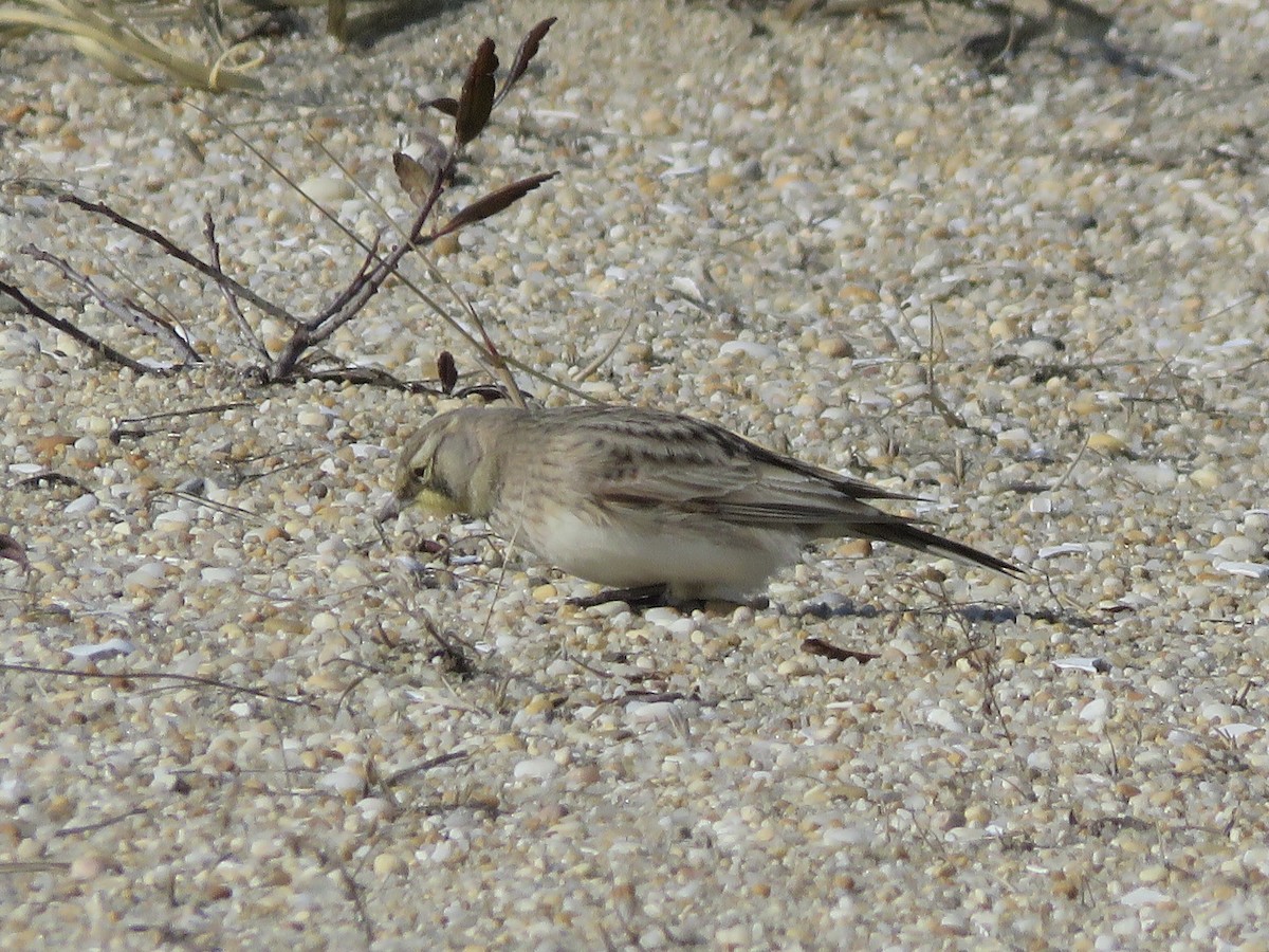 Horned Lark - ML614374891