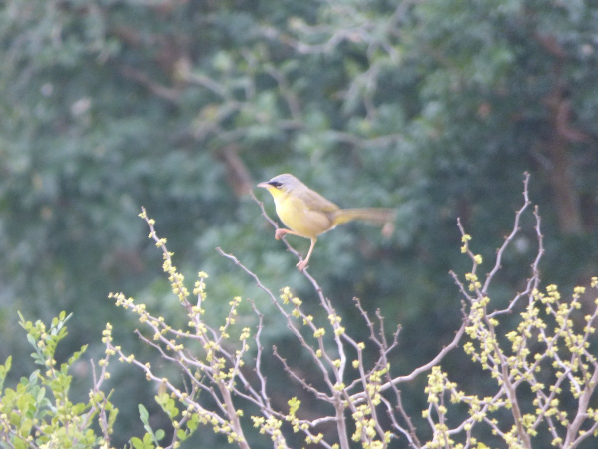 Gray-crowned Yellowthroat - ML614374924