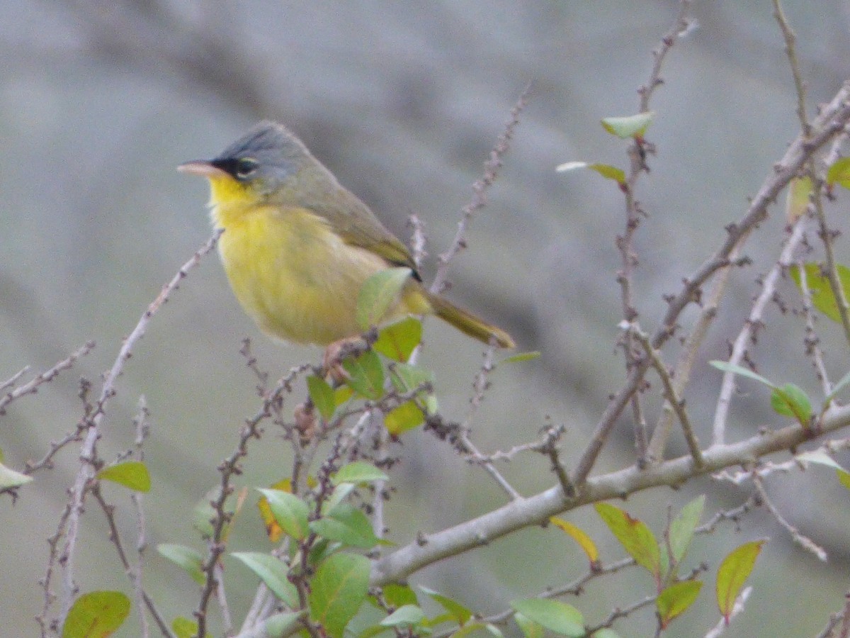 Gray-crowned Yellowthroat - ML614374925