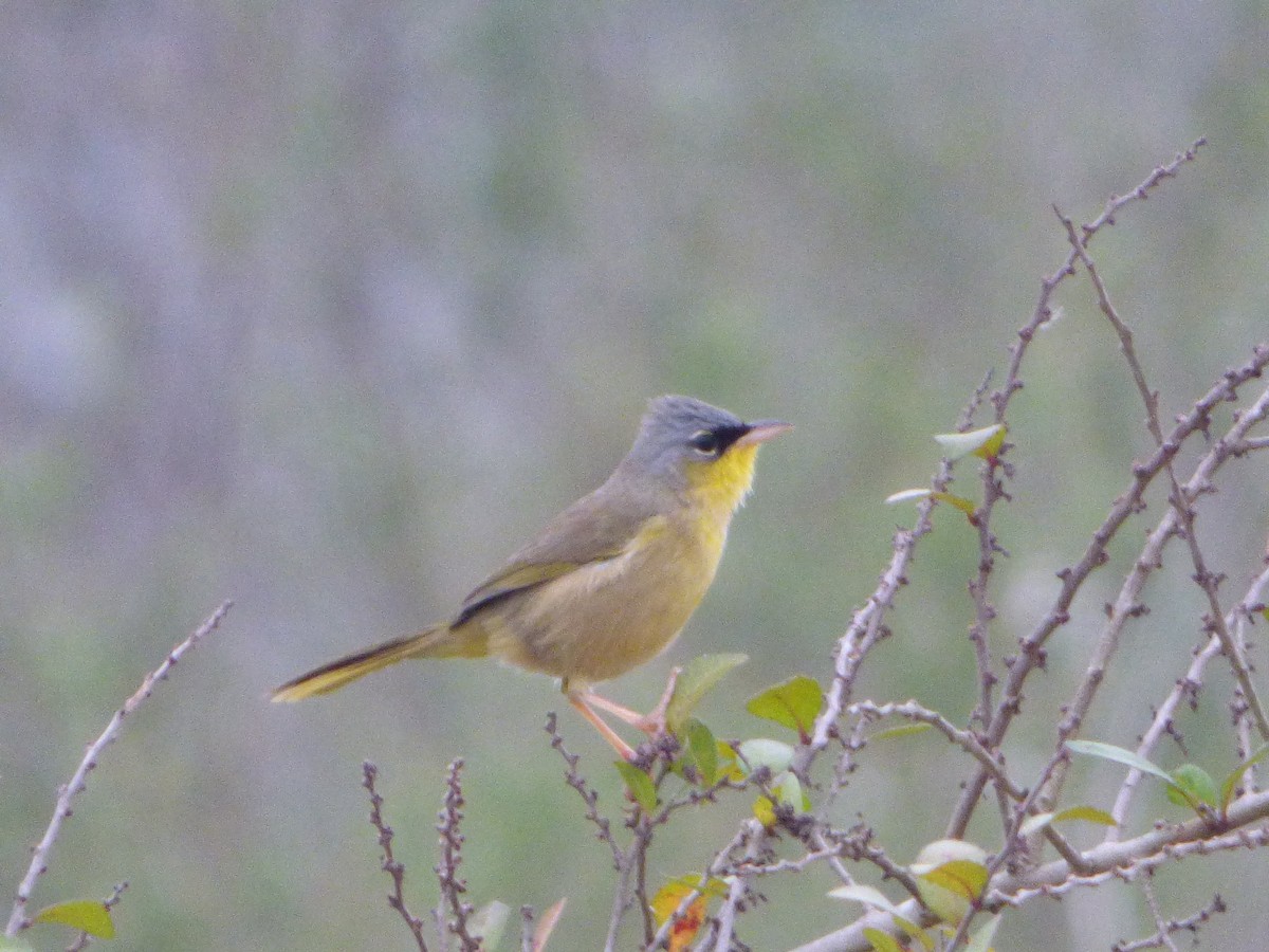 Gray-crowned Yellowthroat - ML614374926