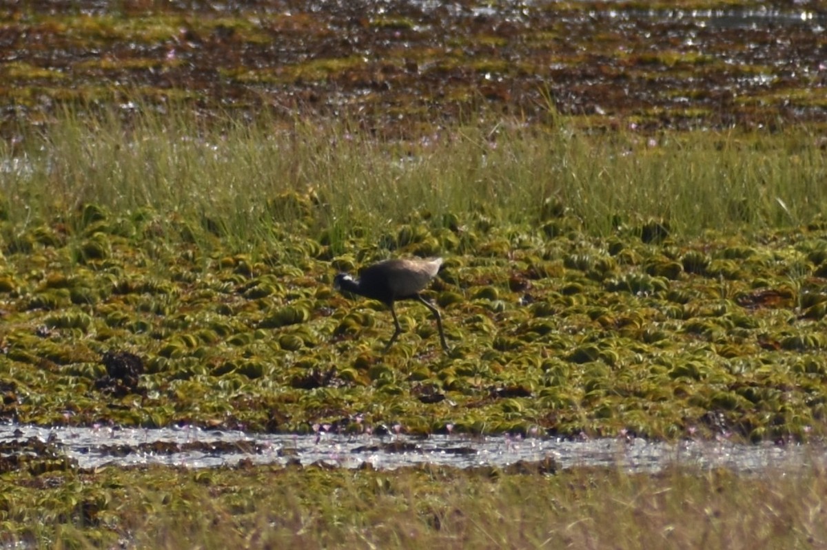 Bronze-winged Jacana - ML614374934