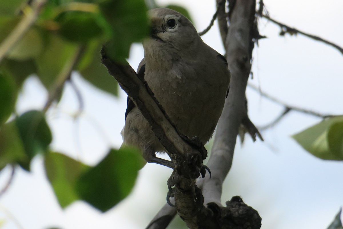 Clark's Nutcracker - ML614374963