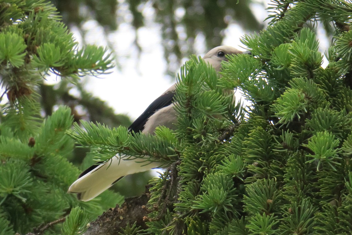 Clark's Nutcracker - ML614374965