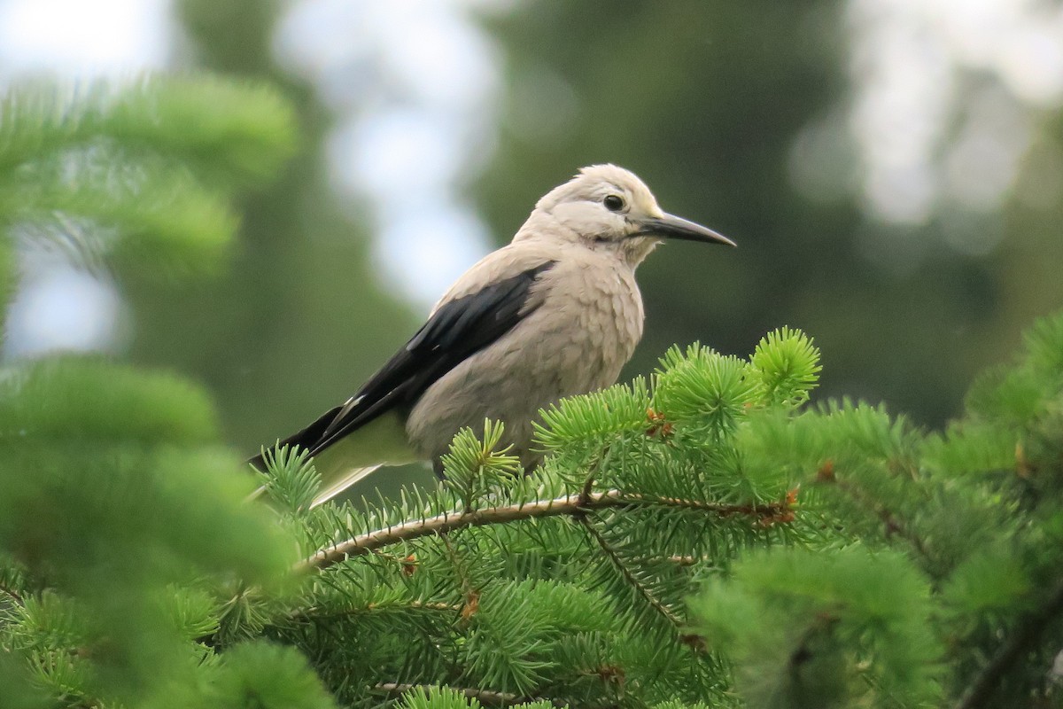 Clark's Nutcracker - ML614374966