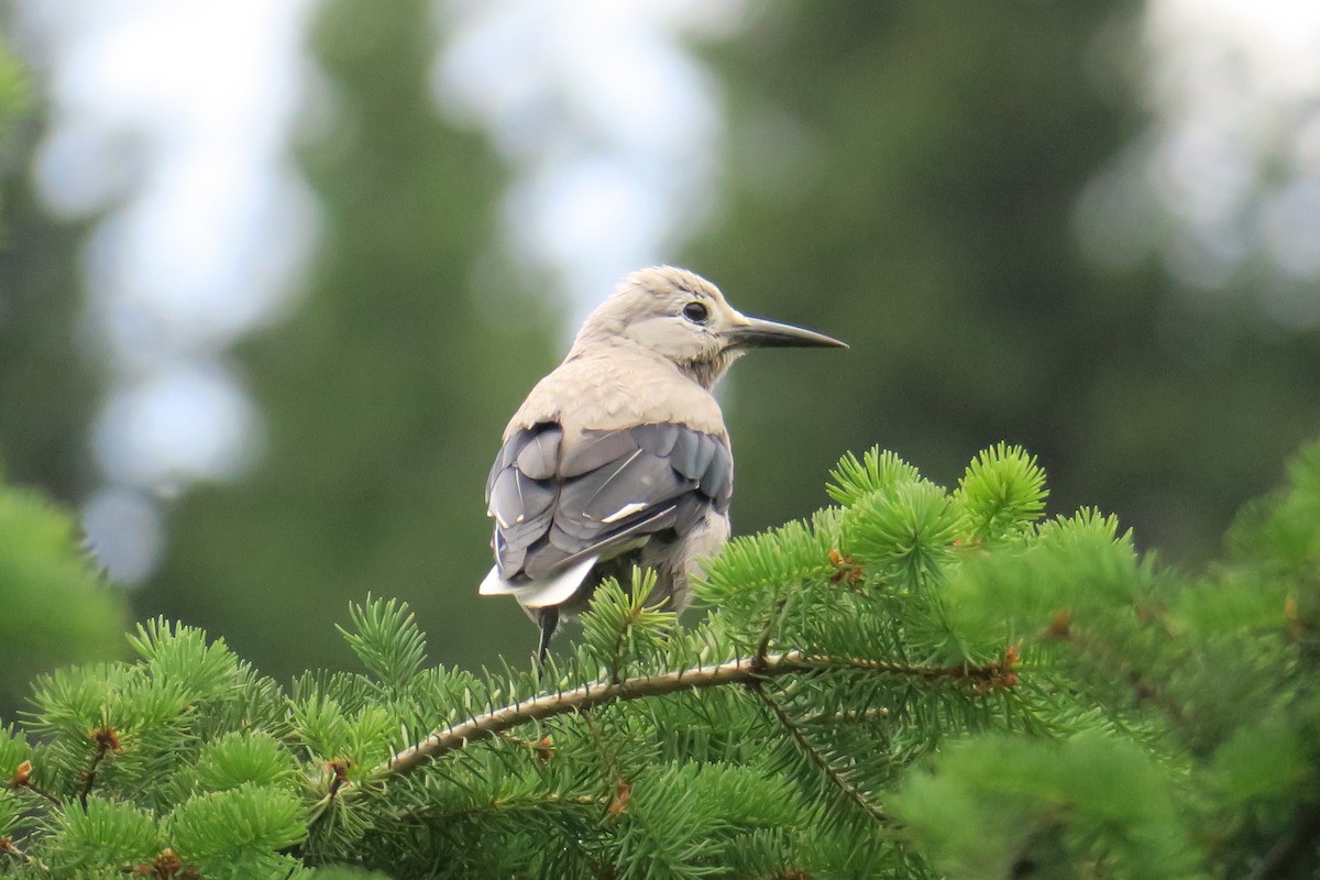 Clark's Nutcracker - ML614374967