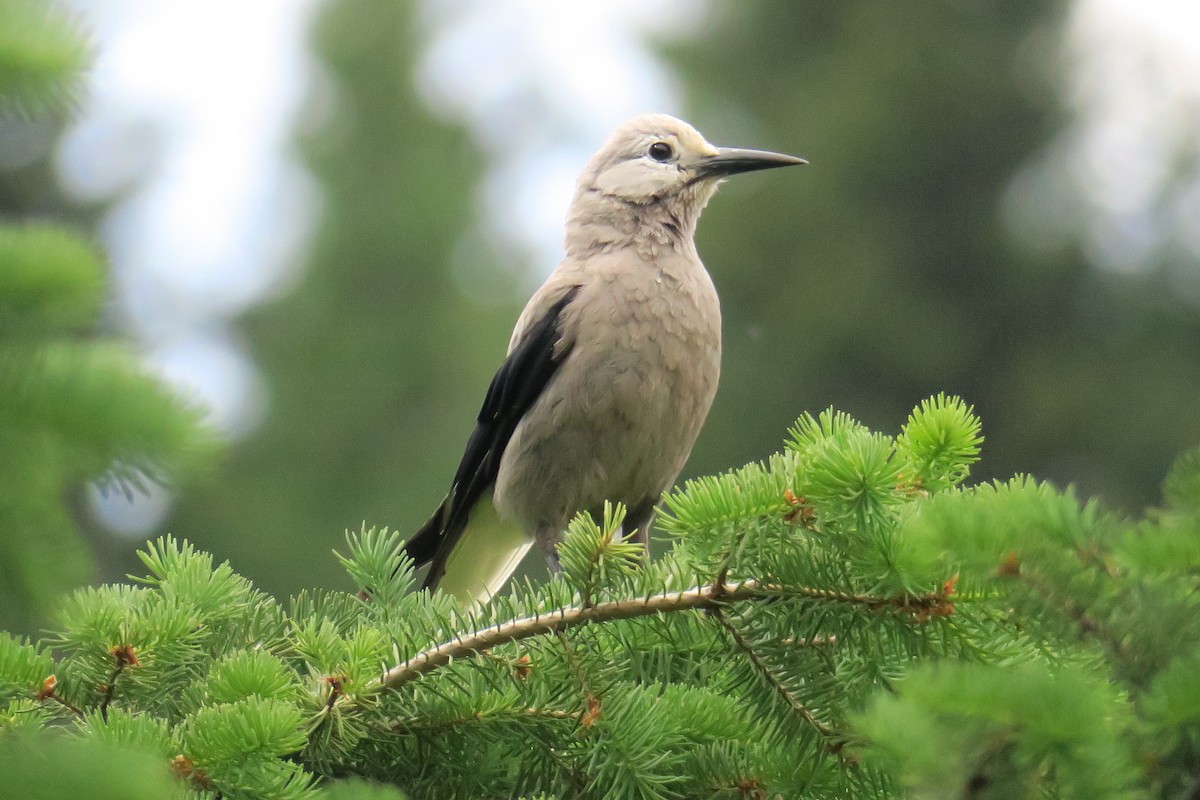 Clark's Nutcracker - ML614374968