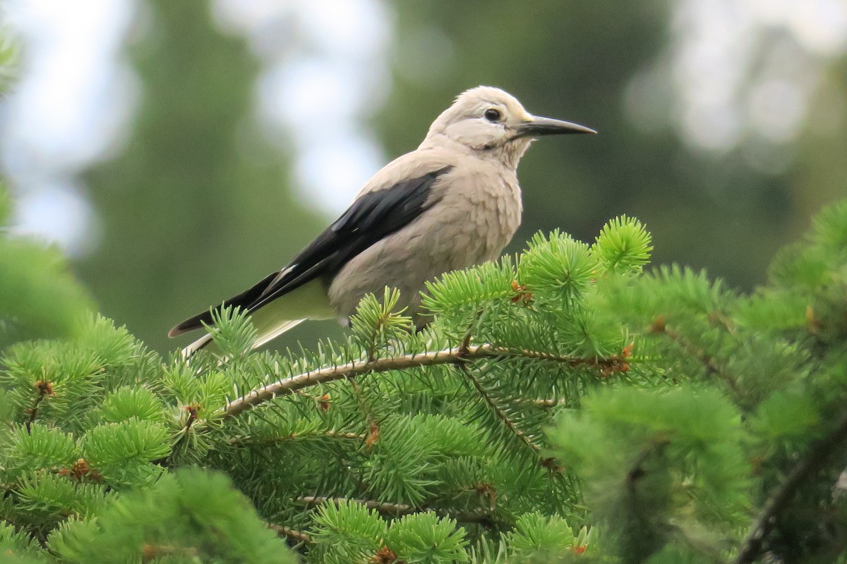 Clark's Nutcracker - ML614374970