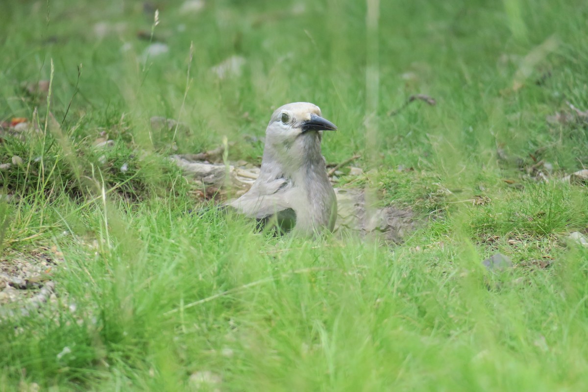 Clark's Nutcracker - ML614374971