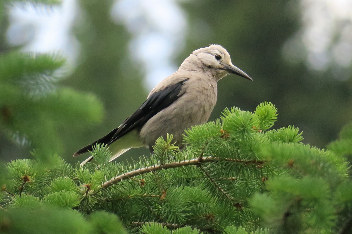 Clark's Nutcracker - ML614374972