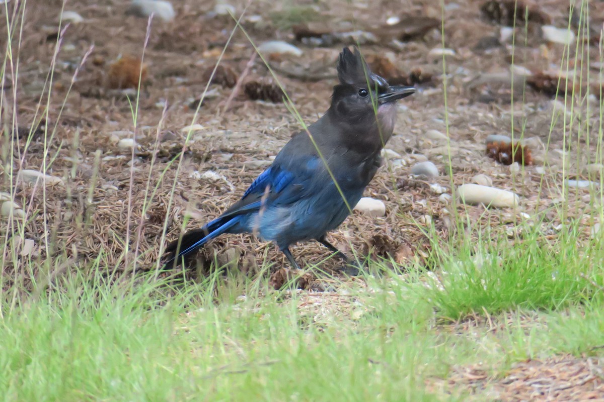 Steller's Jay - ML614374992