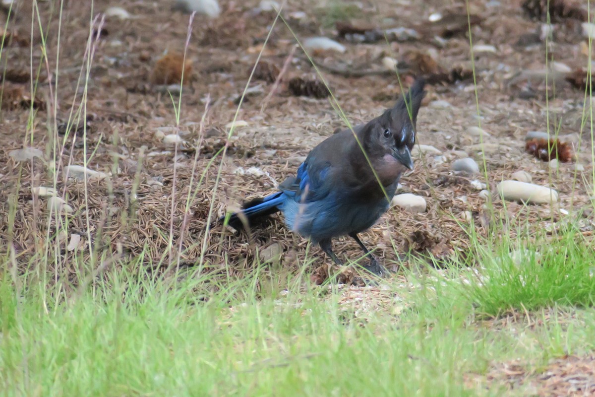 Steller's Jay - ML614374993