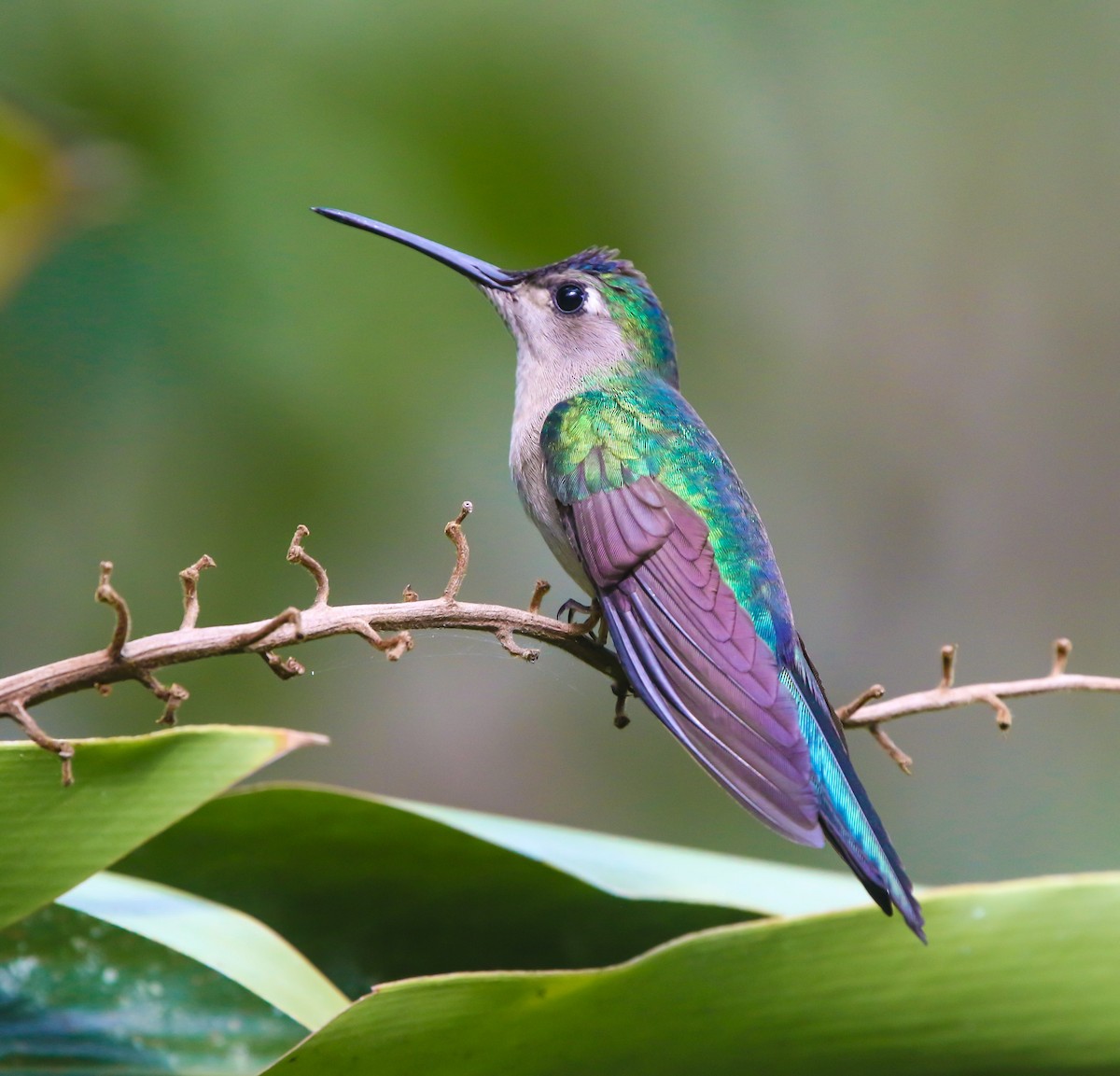 Wedge-tailed Sabrewing - ML614375002