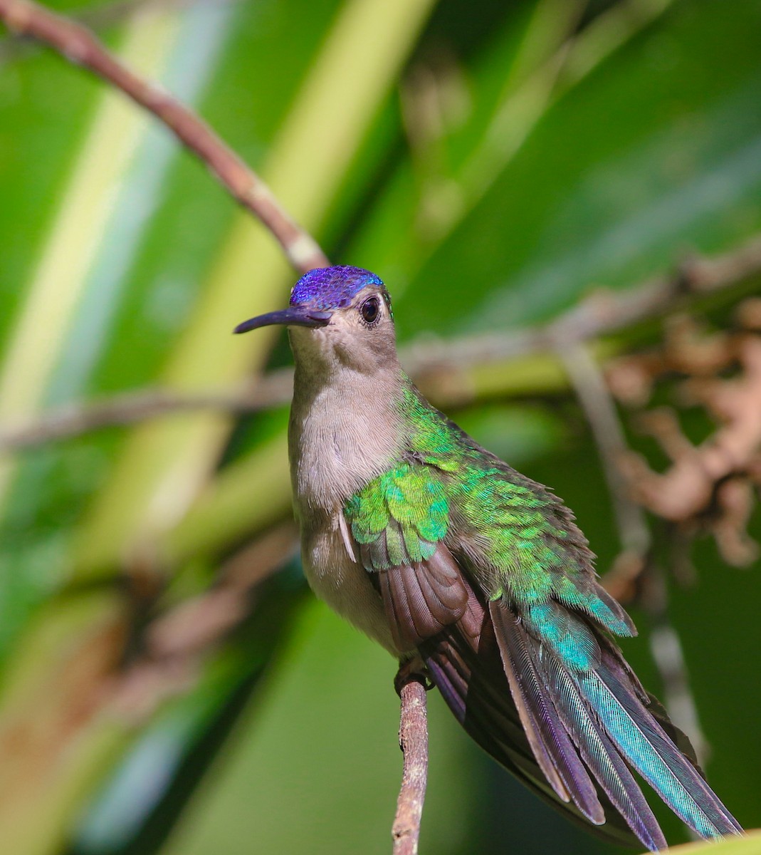 Colibrí Ruiseñor - ML614375003