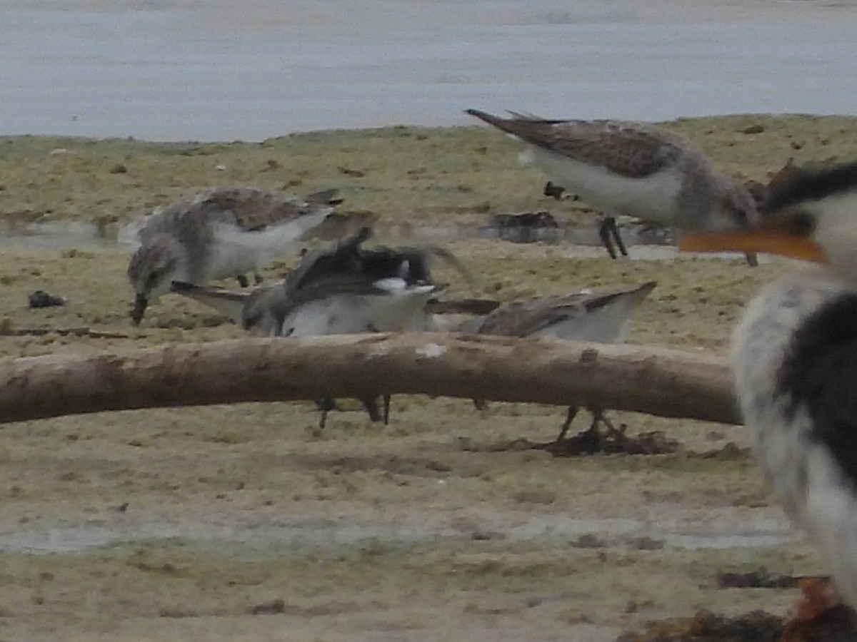 Red-necked Stint - ML614375052