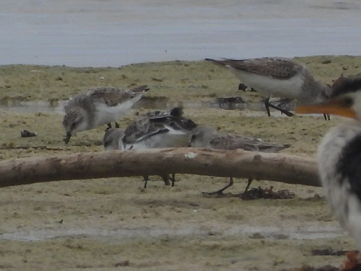 Red-necked Stint - ML614375053