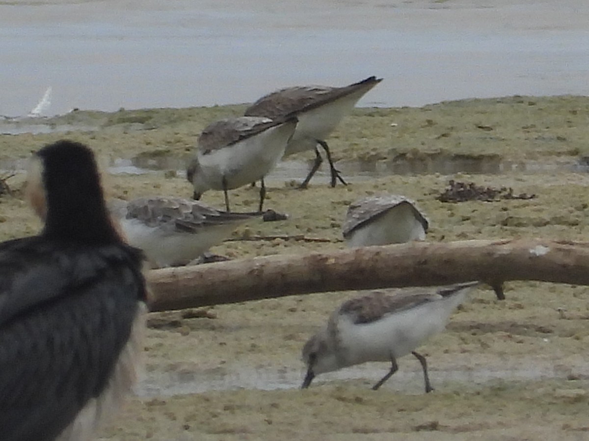 Red-necked Stint - ML614375056