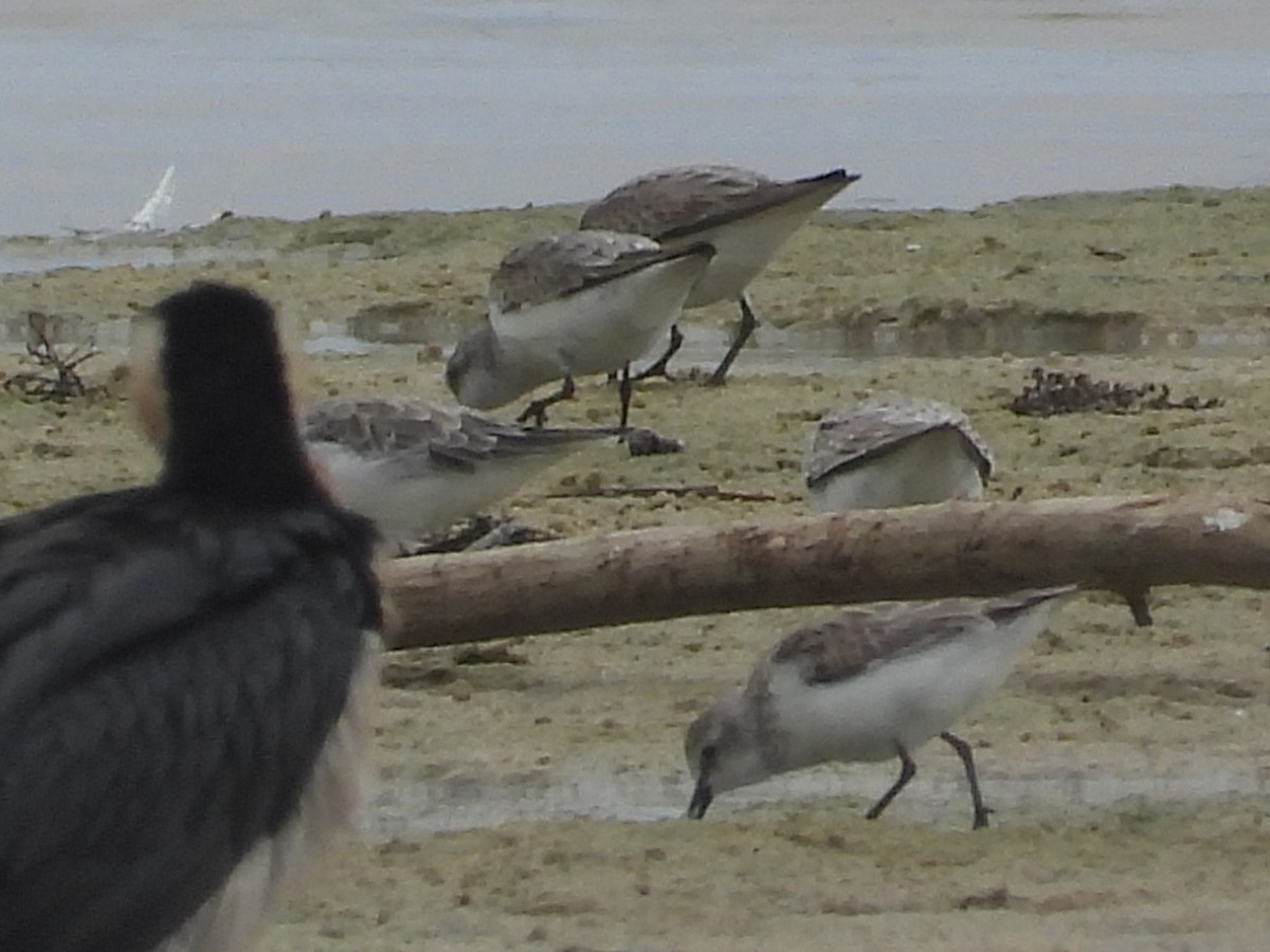 Red-necked Stint - ML614375057