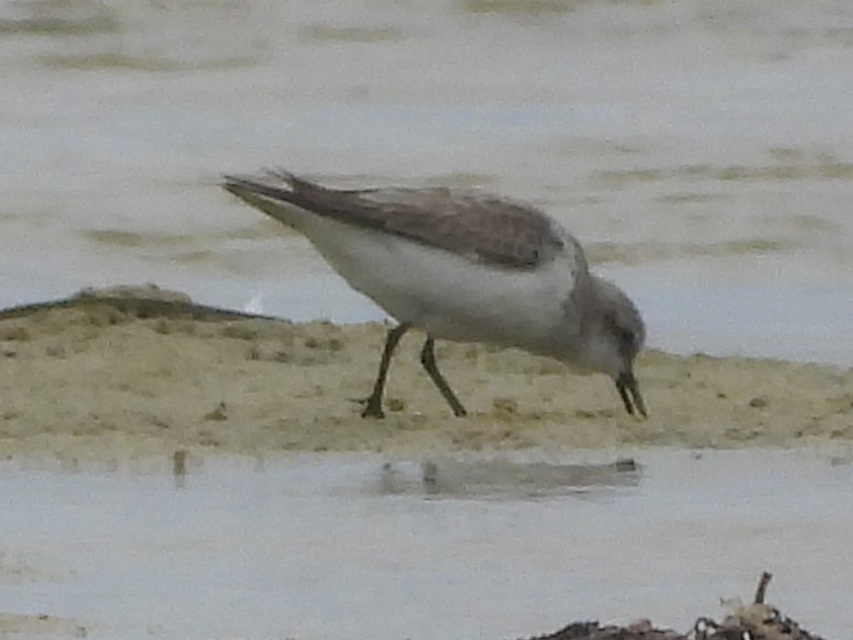 Red-necked Stint - ML614375061