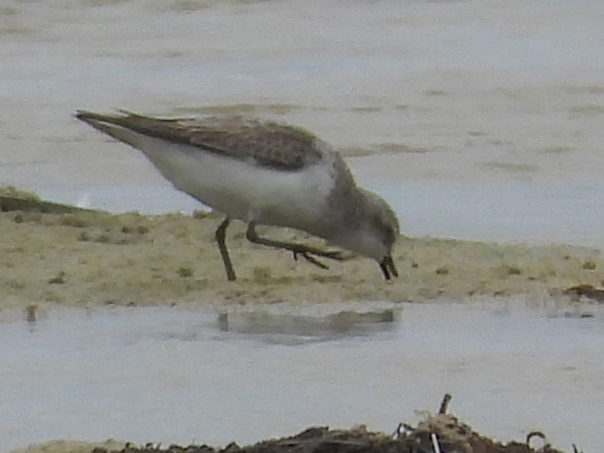 Red-necked Stint - ML614375063