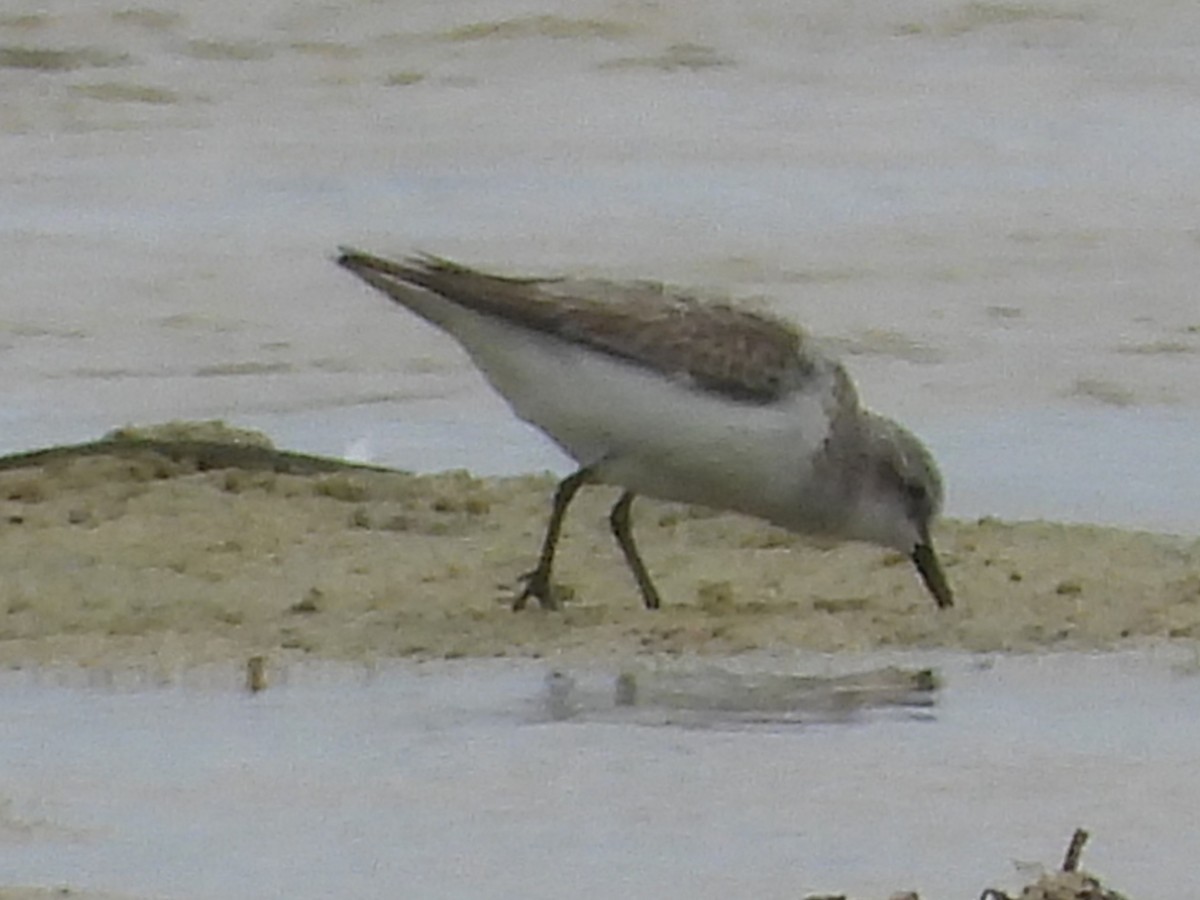 Red-necked Stint - ML614375064