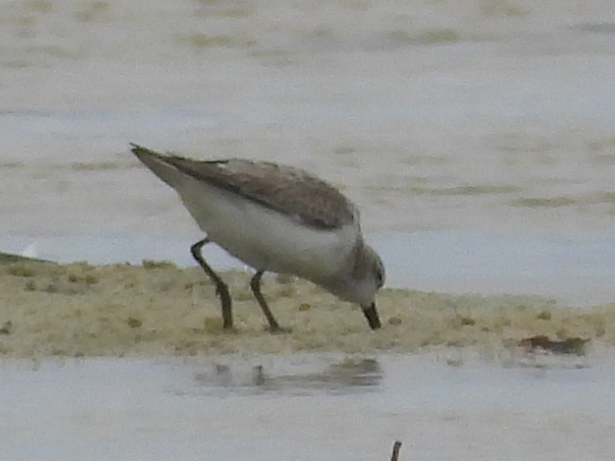 Red-necked Stint - ML614375066