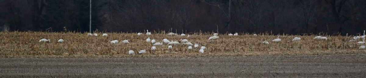 Tundra Swan - ML614375067