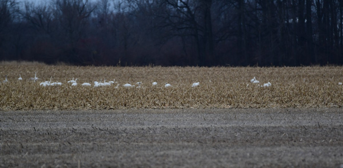 Tundra Swan - ML614375070