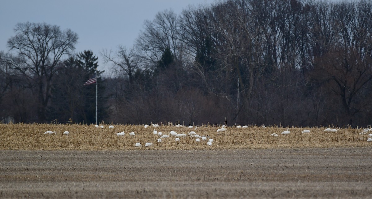 Tundra Swan - ML614375071