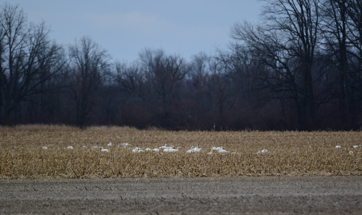 Tundra Swan - Chaiby Leiman