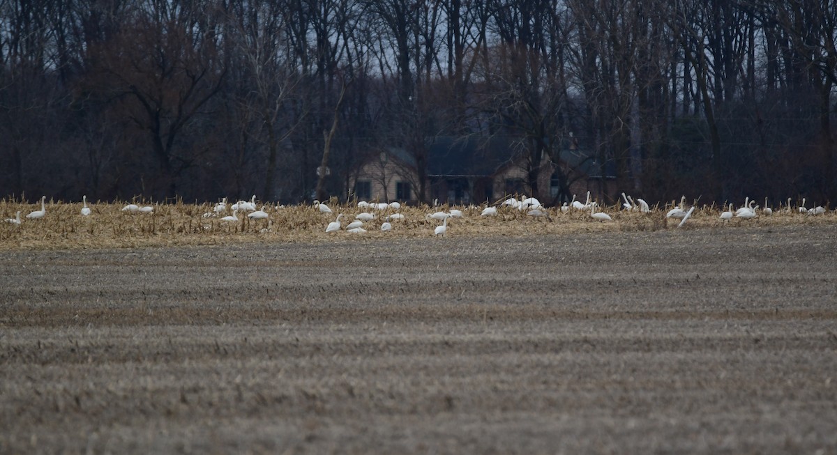 Tundra Swan - ML614375073