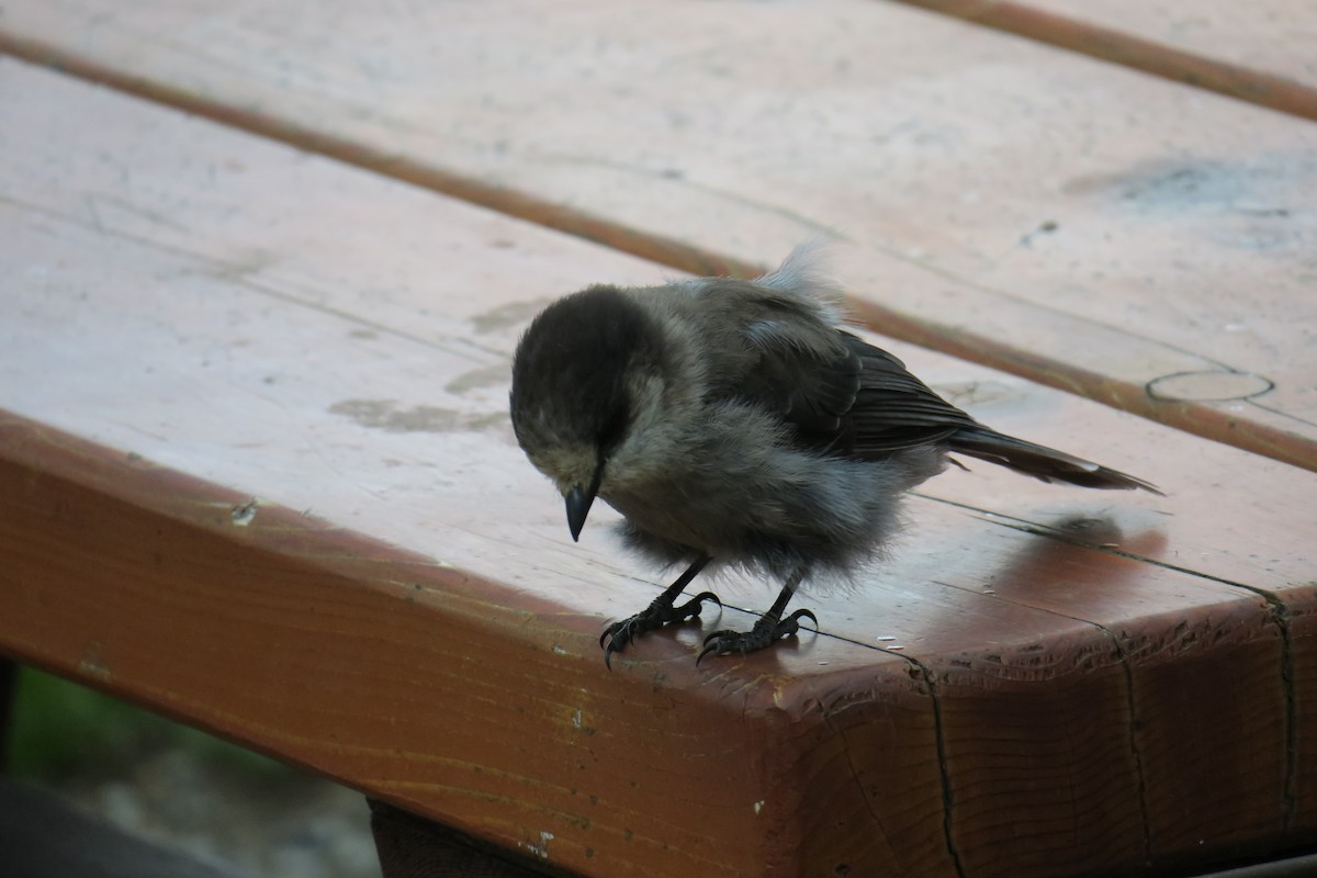 Canada Jay - ML614375078