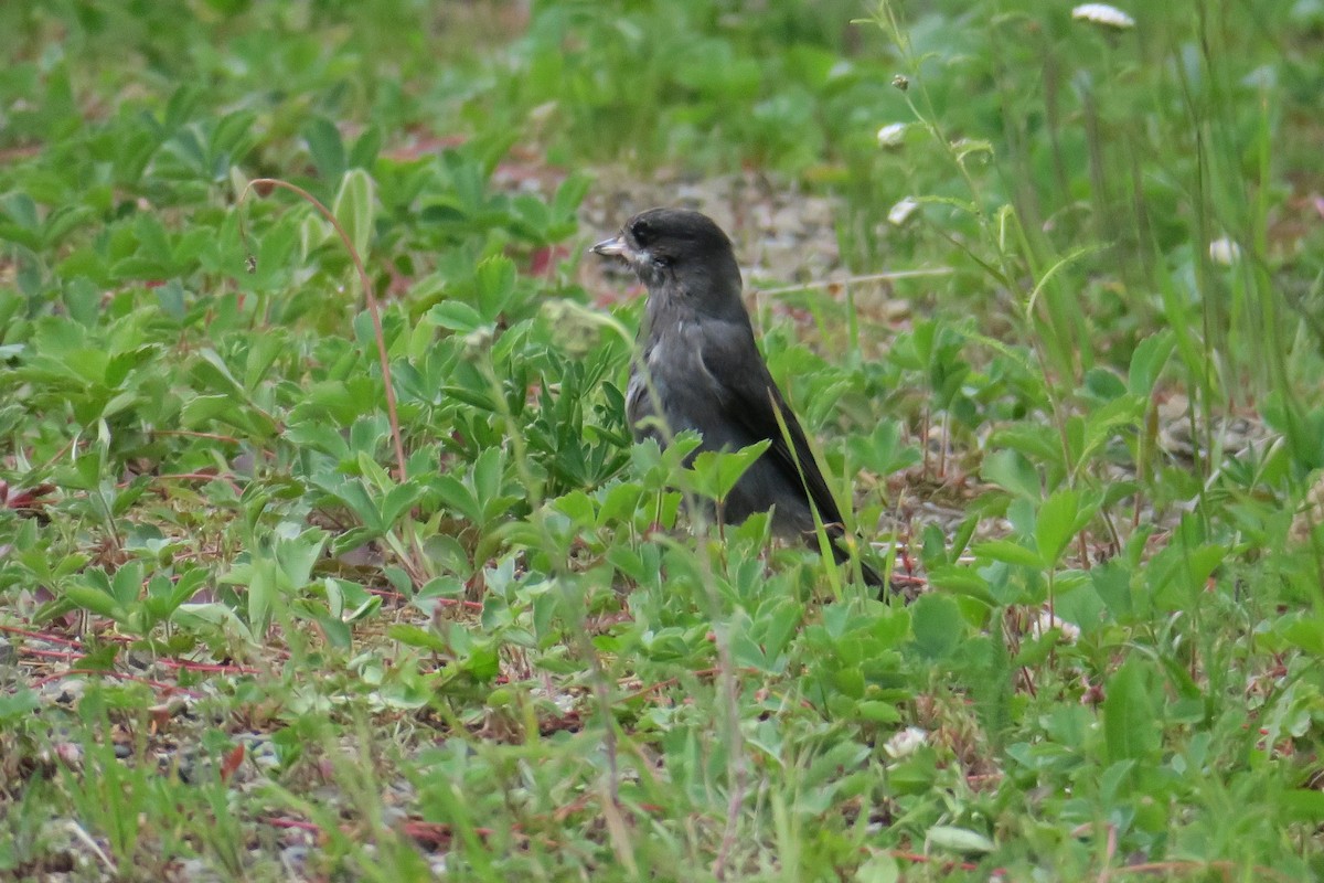 Canada Jay - ML614375079