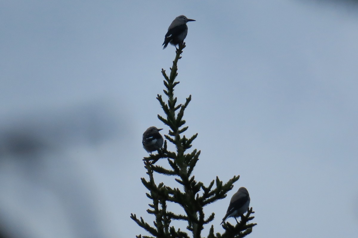 Clark's Nutcracker - ML614375084