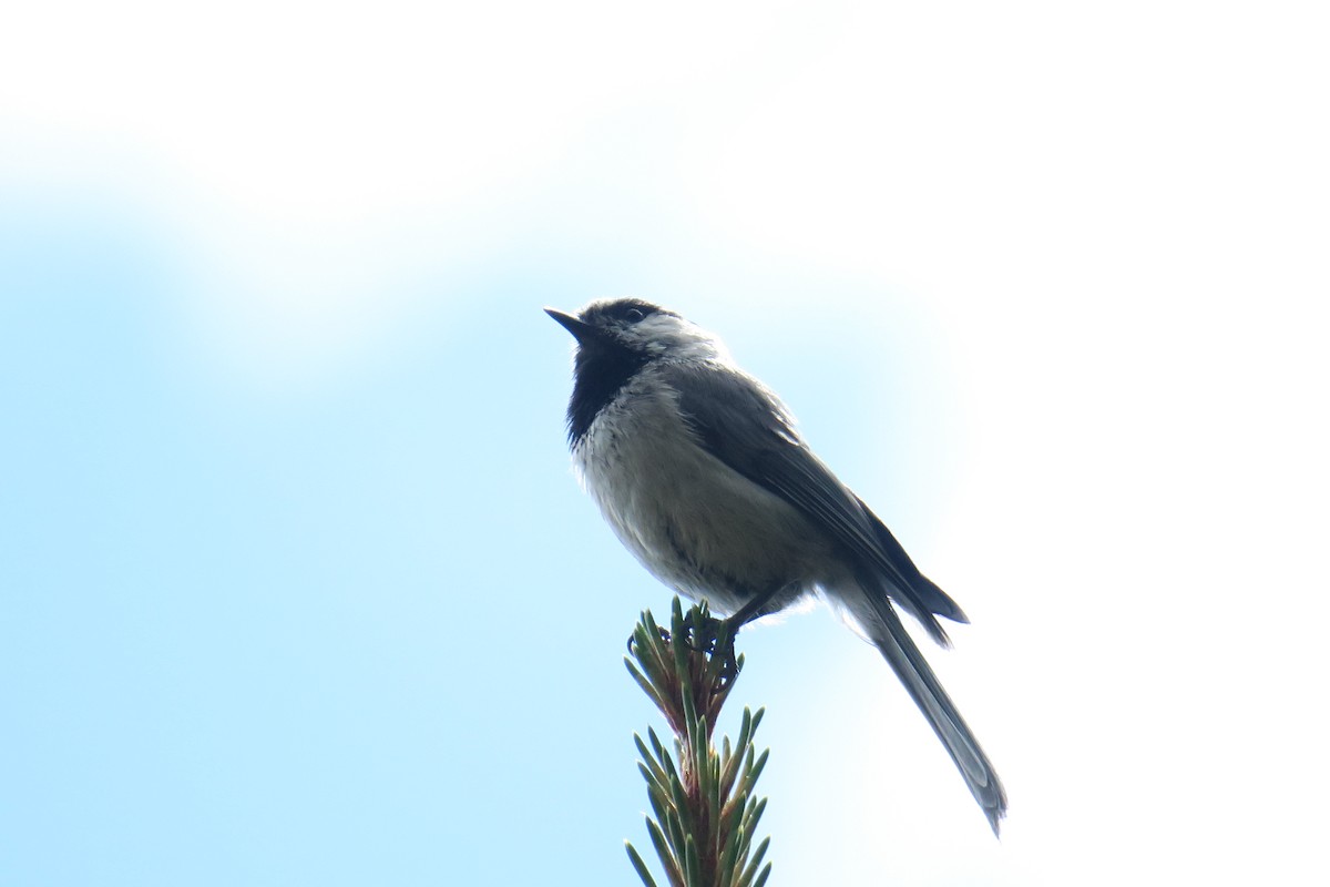 Mountain Chickadee - ML614375090