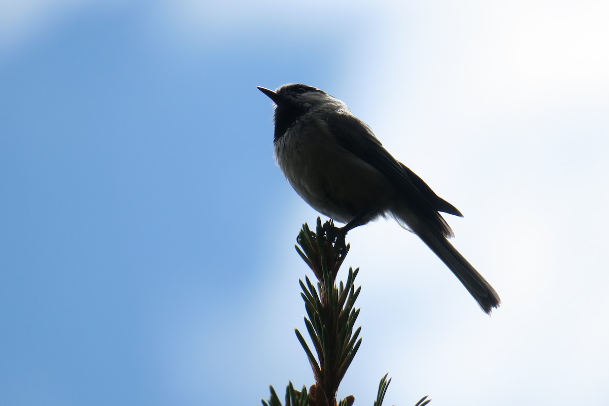 Mountain Chickadee - ML614375093