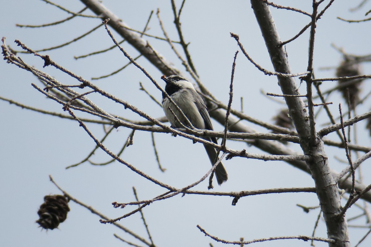 Mountain Chickadee - ML614375094