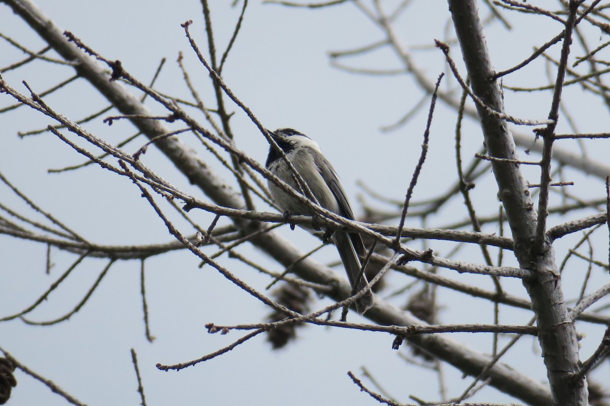 Mountain Chickadee - ML614375096