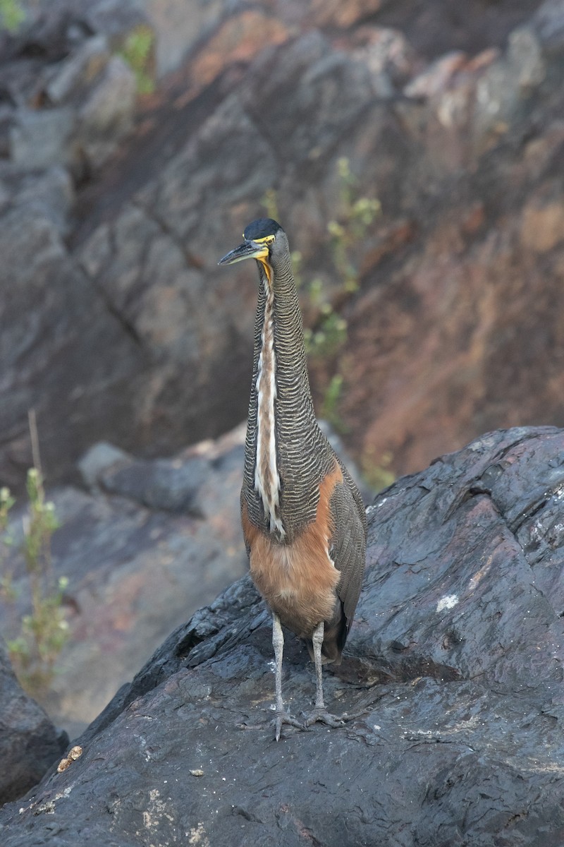 Bare-throated Tiger-Heron - ML614375110
