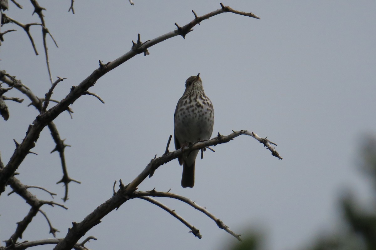 Swainson's Thrush - ML614375111