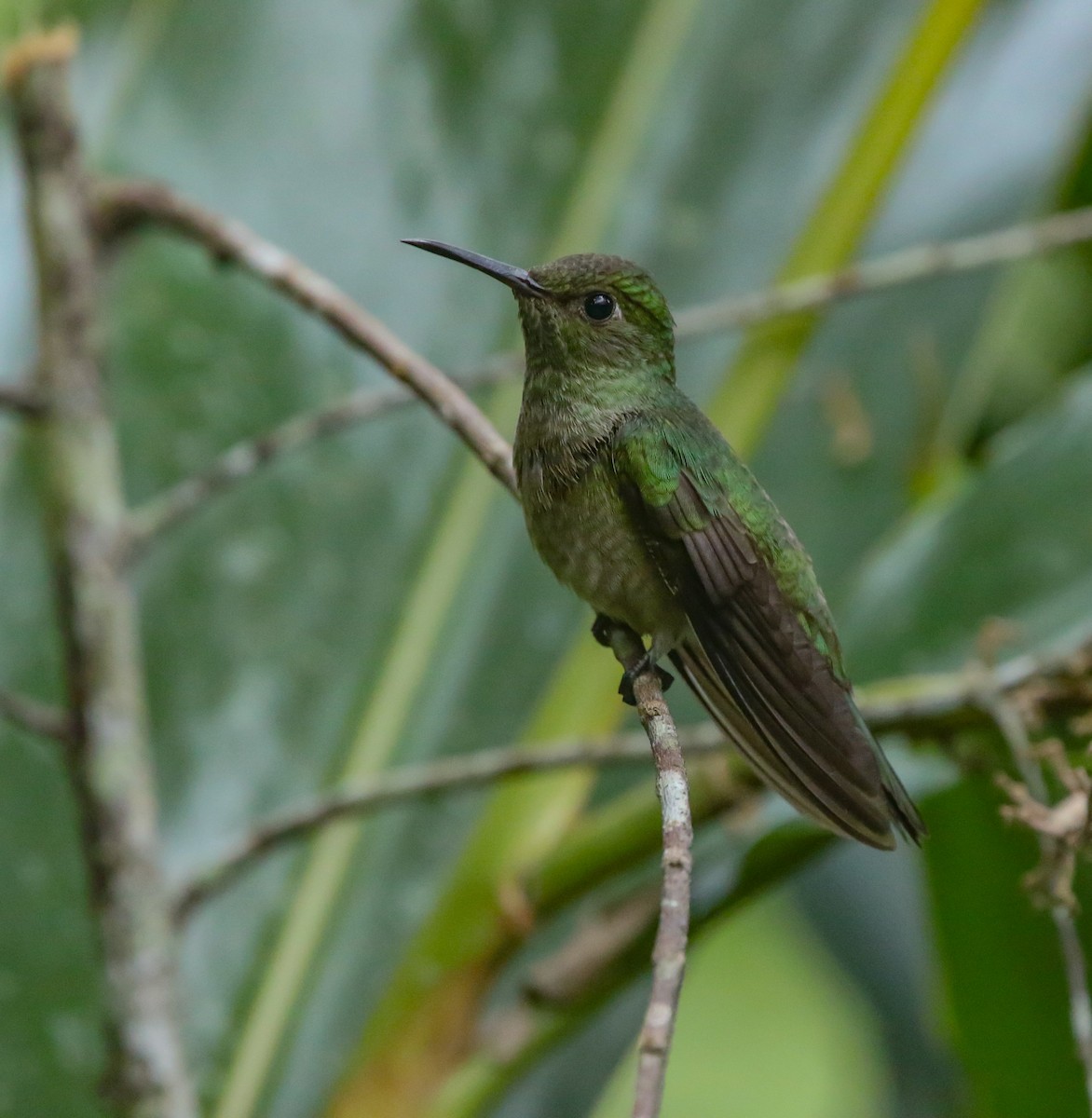 Scaly-breasted Hummingbird - ML614375118