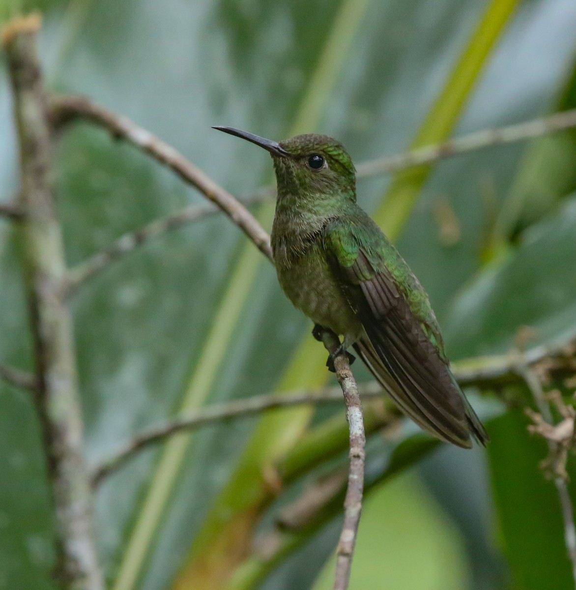 Scaly-breasted Hummingbird - Maye Guifarro